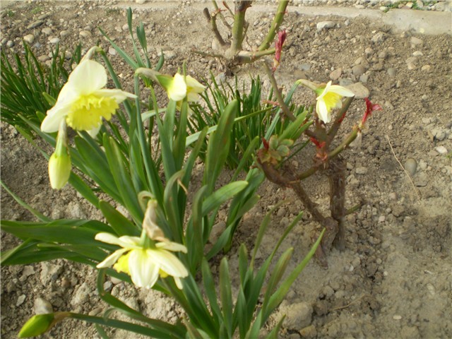 narcis